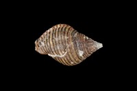 藏品(粗紋峨螺)的圖片